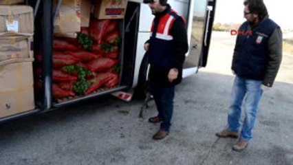 Manisa Yolcu Otobüsünde 220 Gram Esrar Ele Geçirildi