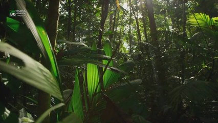 Bitkilerin Işık Savaşı