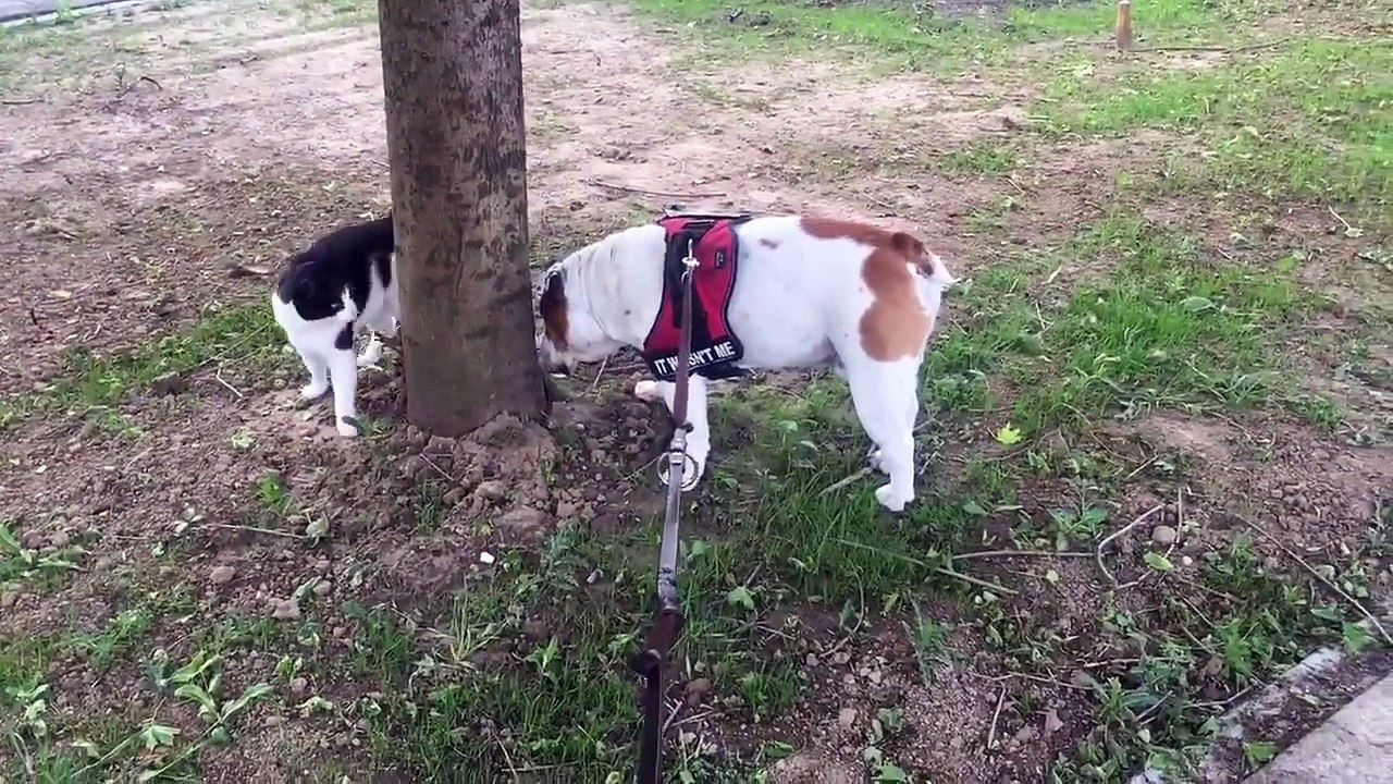 Ce chat adore se promener avec son copain bouledogue !