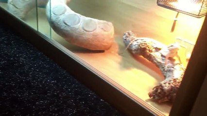 Un dragon barbu tente de jouer sur une tablette !