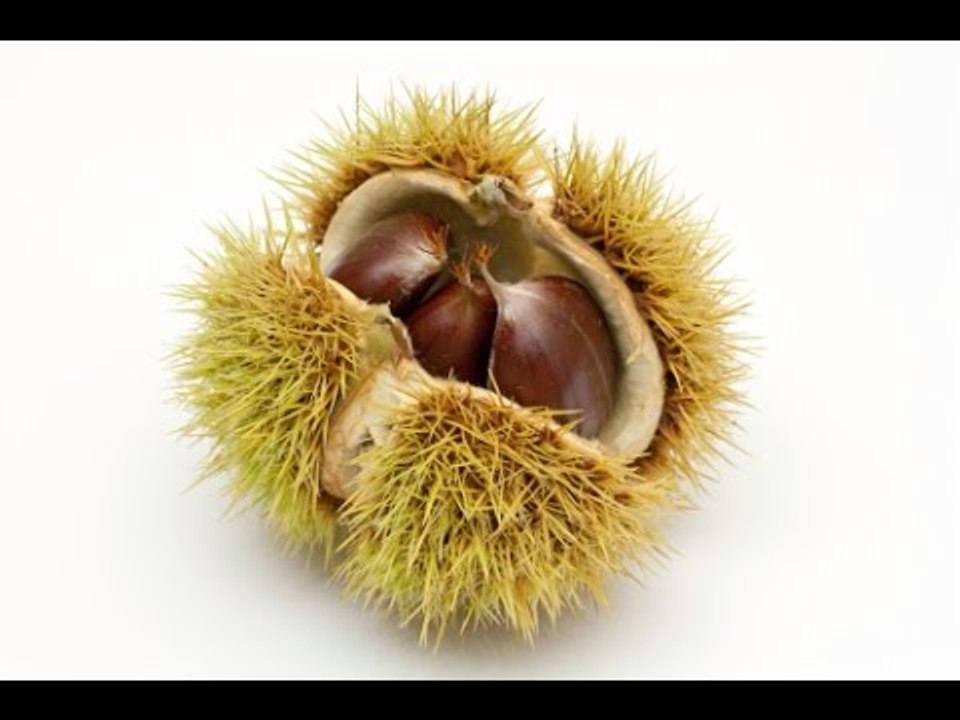 Tout savoir sur les marrons et les châtaignes