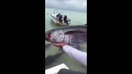 Feeding Flesh Eating -Giant Trevally Fish