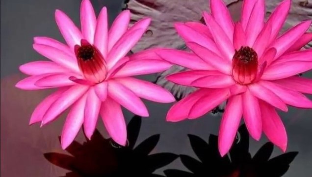 Tanti auguri X Patty di buon compleanno da parte di mamma e babbo ❤️