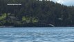 Killer Whales Pursue a Sea Lion in San Juan Island, Washington