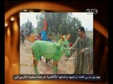 #معكم_منى_الشاذلي | شاهد..الحمار الفائز بجائزة بأشيك حمار