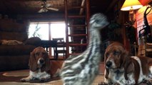 Baby Emu Playing With Basset Hounds