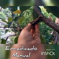 Cultivó del aguacate