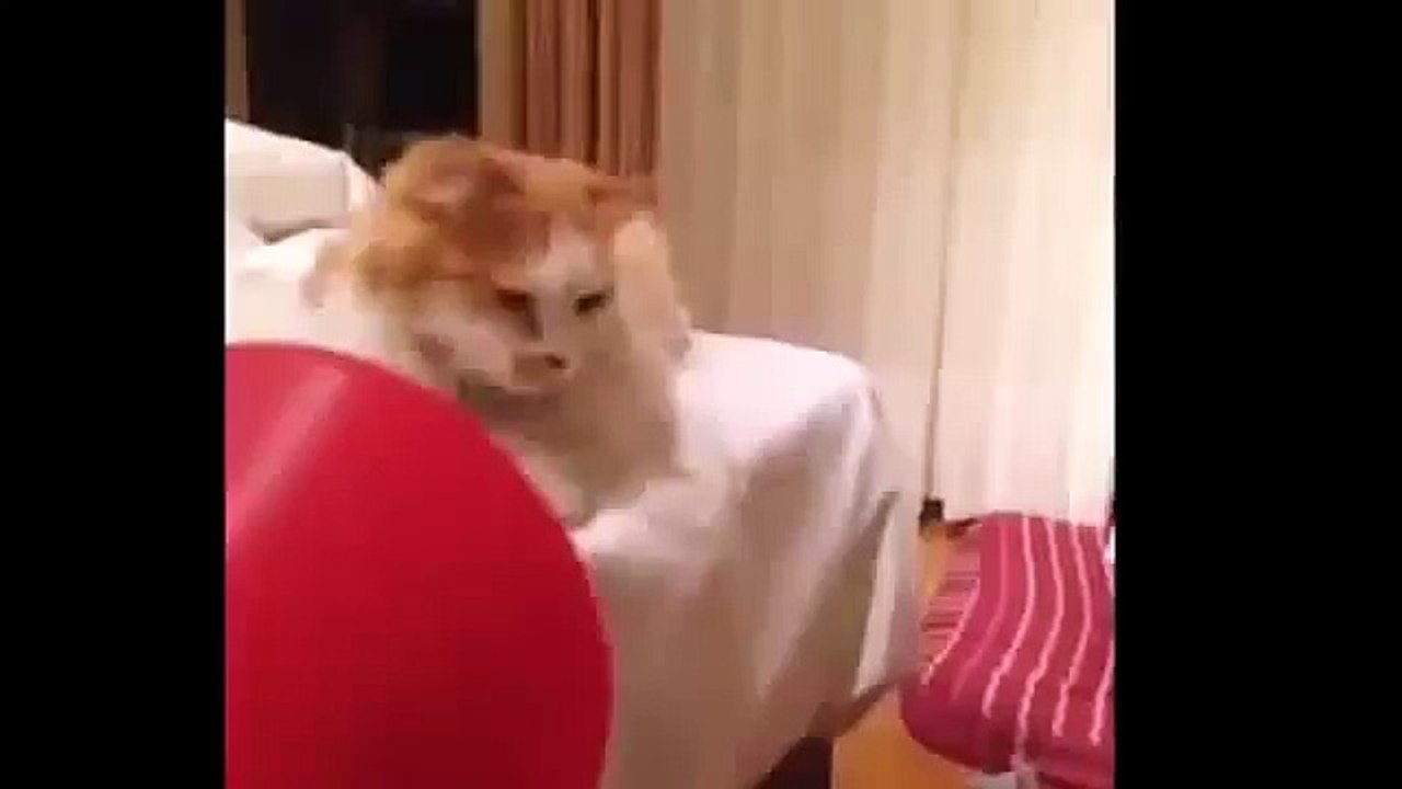 This Will Make you Laugh