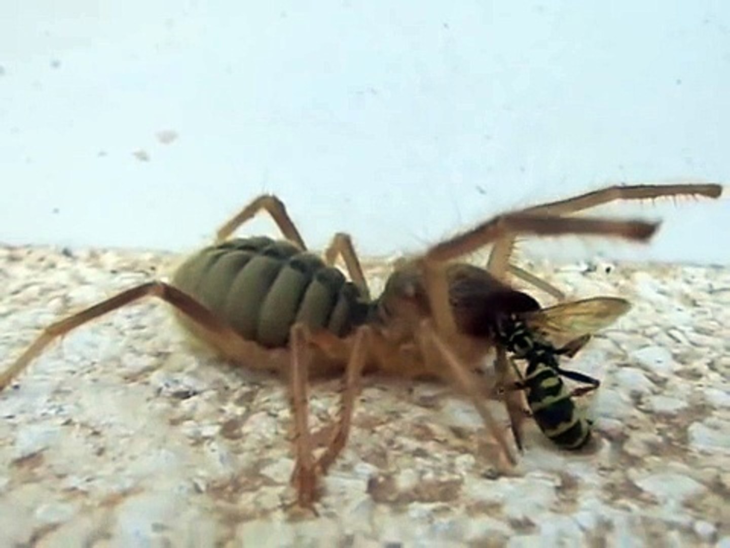 İnsan Eti Yiyen Sarıkız (Sarı Ömer) Örümceği - Dailymotion Video