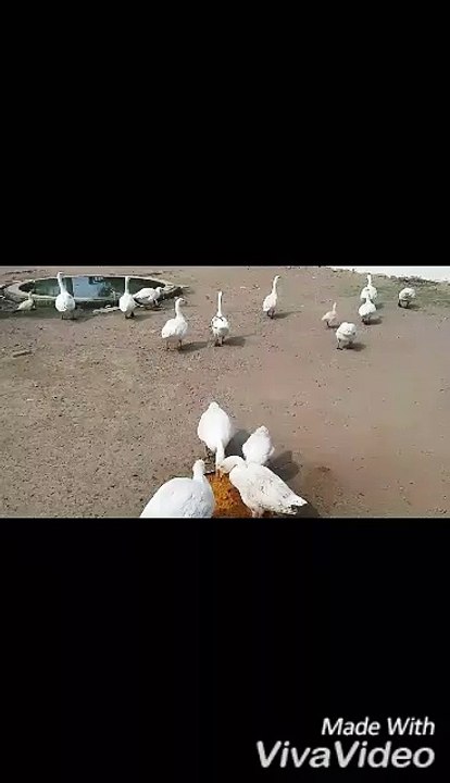 Sweet Ducks