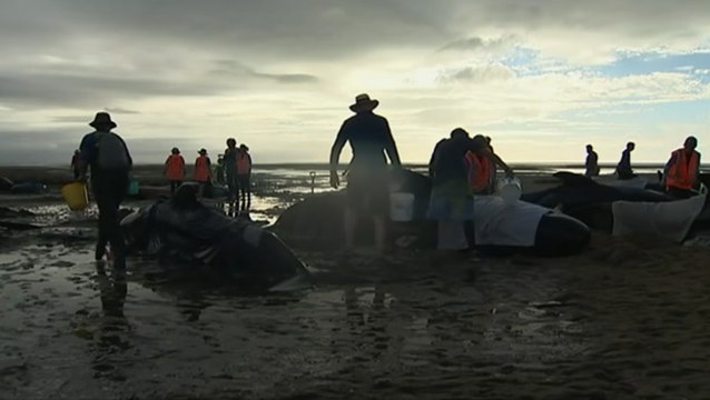 Heartbreaking images emerge of mass stranding of over 400 whales