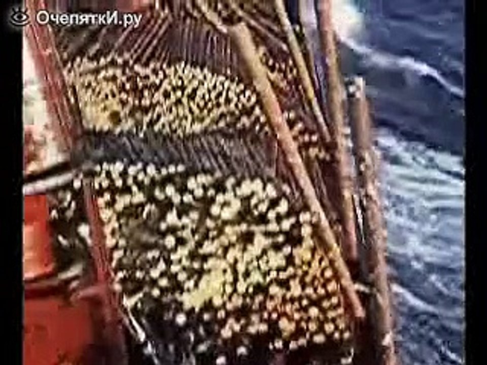 How to transport a tree in a storm