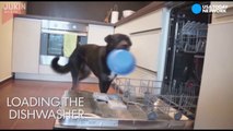 This dog loves to help with chores-iOYzNfTCySw