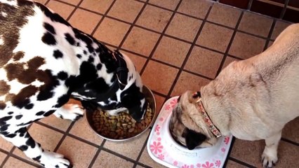 賢いダルちゃん　酒井憲雄 (10)