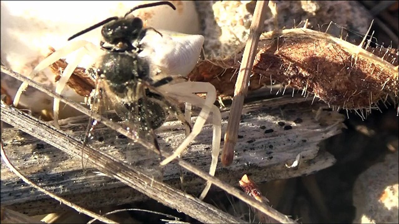 arı avcısı beyaz yengeç Örümceği - dailymotion video