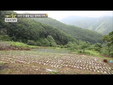 50년 간 돌밭 일군 조부순 엄마의 기적!! [엄마의 봄날] 8회 20150725