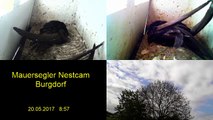 Mauersegler Nestcam 2017 - 20. Mai 8:56