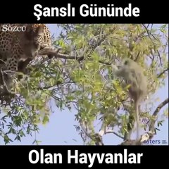 Neredeyse aslanlara yem oluyordu!