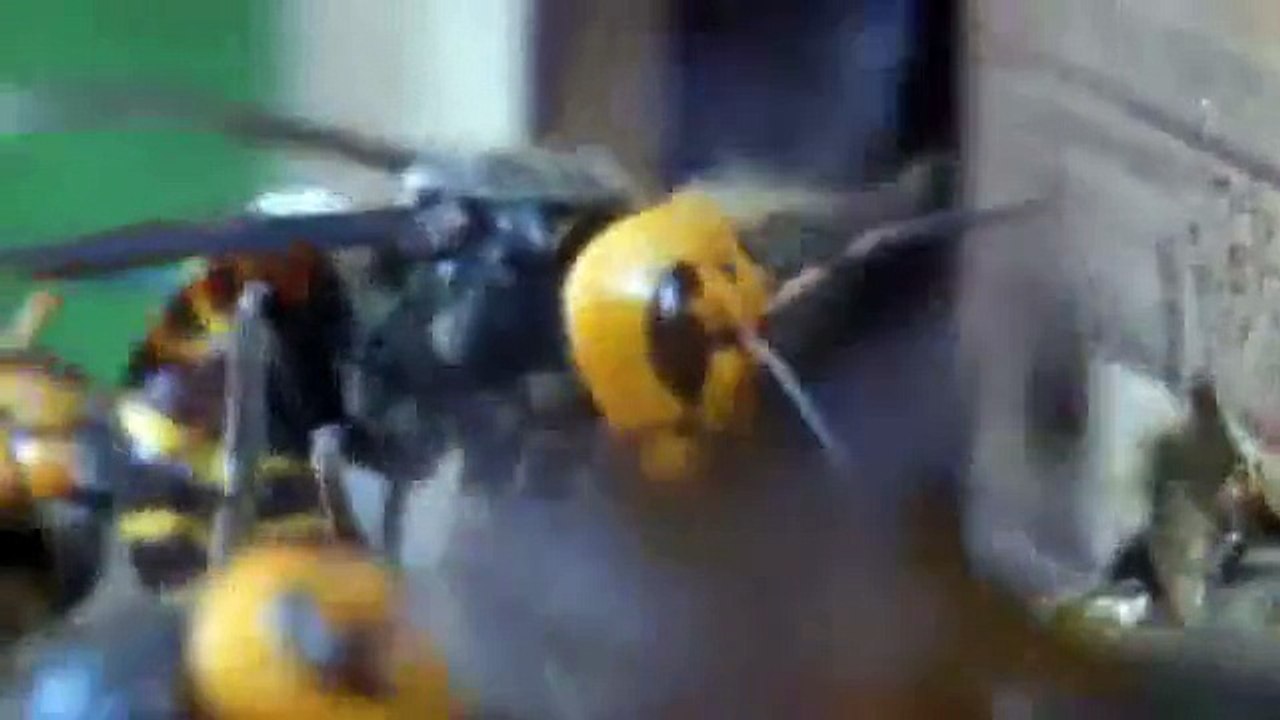 30 Japon Eşek Arısı İle 30.000 Bal Arısının Savaşı