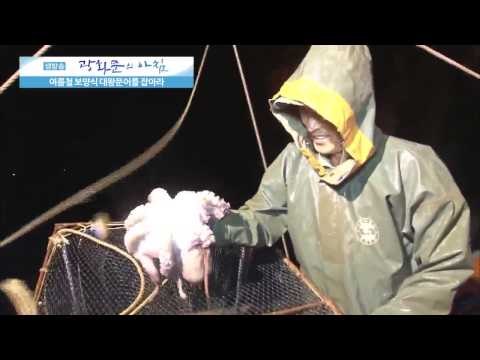 여름철 보양식 대왕문어 [광화문의 아침] 34회 20150723