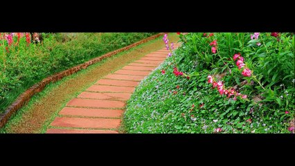 Valley Flores Yard & Maintenance - (775) 221-0855