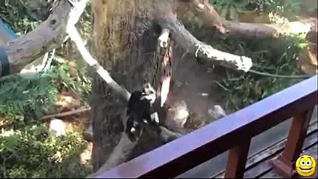 KOMEDİ DÜNYASI En komik efsane videolar