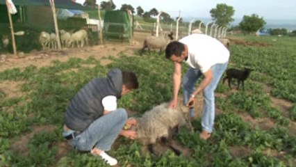 Kuzulara Anne Kanı Enjekte Ederek Hayatlarını Kurtarıyor