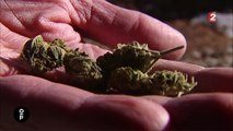Cannabis : la moins dangereuse des drogues