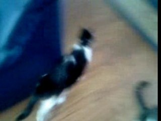 Jimmy met muis 29-9-06