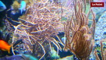 Corail coeur de vie - La nouvelle exposition de l'Aquarium de Paris