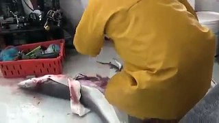 What Happened When a Man Cut the Shark