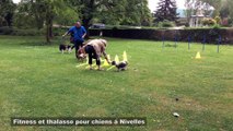 Fitness et thalasso pour chiens à Nivelles