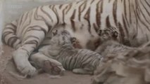 Deux bébés tigres blancs, stars du zoo de Mexico