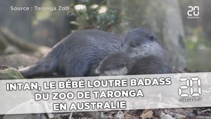 Intan, le bébé loutre badass du zoo de Taronga en Australie