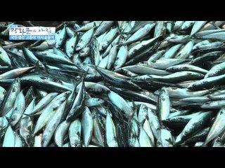 국민 생선 '고등어'까지 金등어[광화문의 아침] 31회 20150720