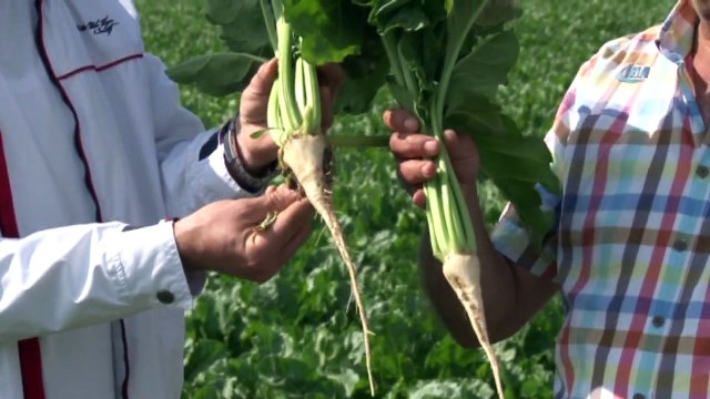 Glikoz Hem Vatandaşa, Hem Pancar Üreticisine Zarar Veriyor