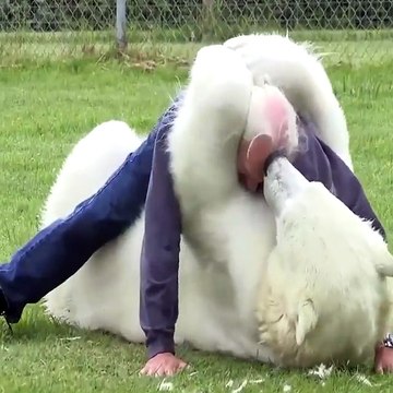 L'amour inconditionnel entre l'Homme et l'animal