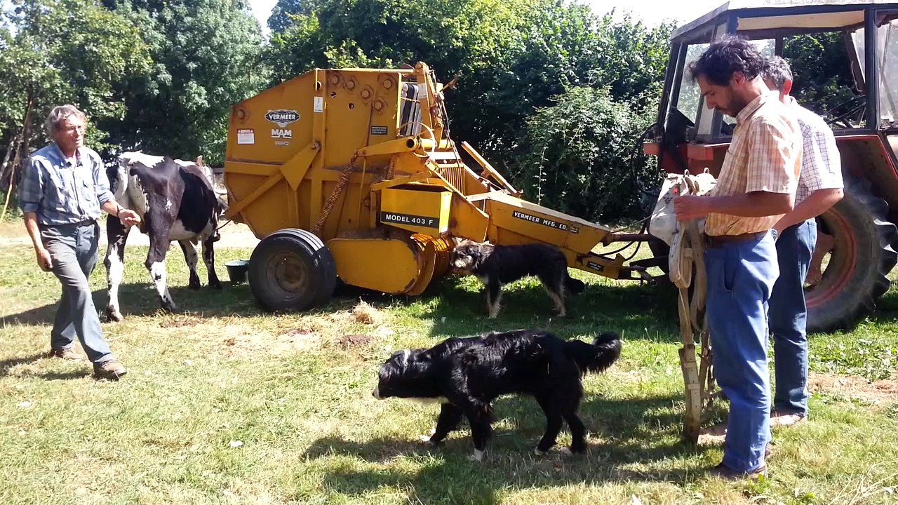 attelage solo d'un boeuf Vosgien chez Christine arbeit et jo durand Août 2016