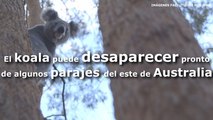 El koala puede desaparecer pronto de ciertos parajes del este de Australia