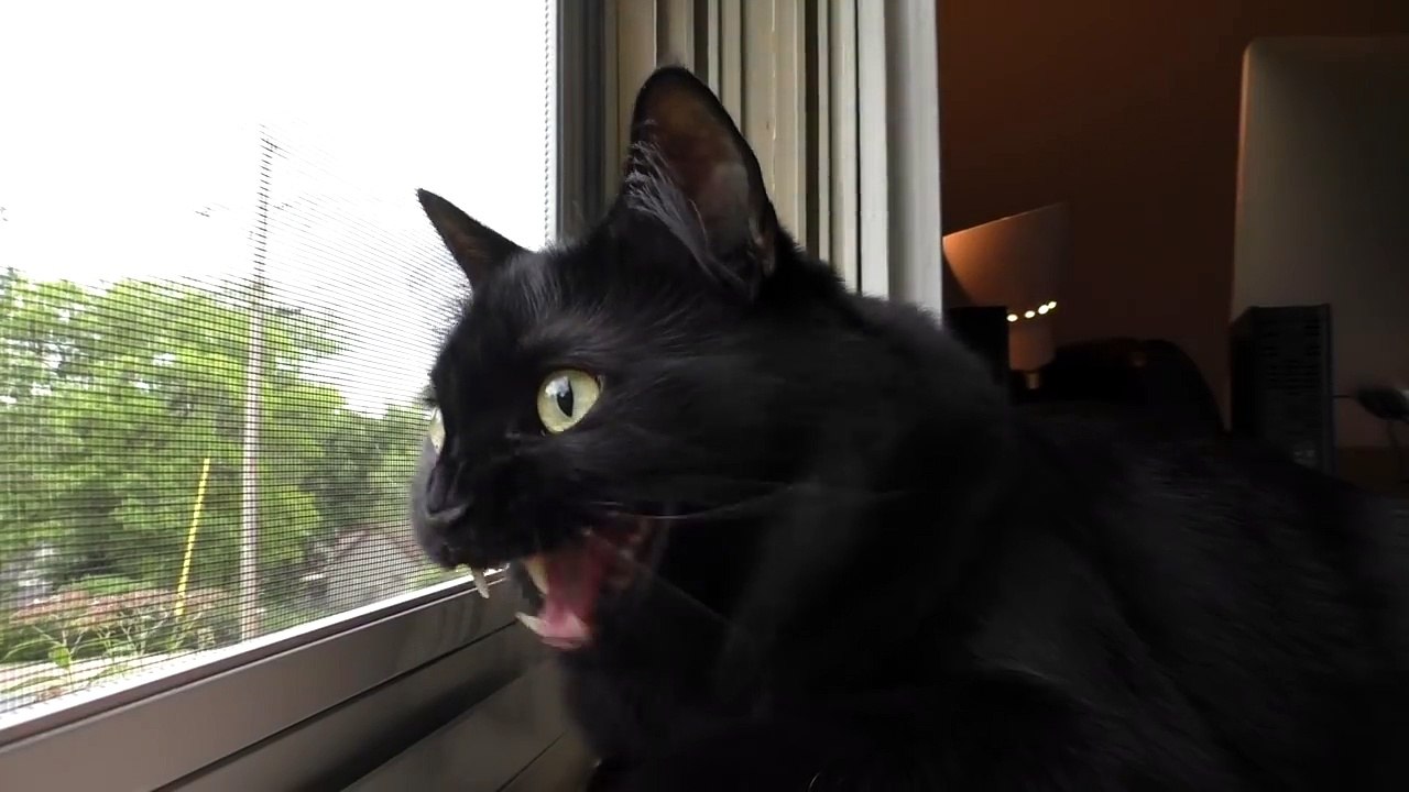 Talking Cats Said Mom Instead of Meow Must See