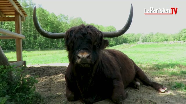Luzarches : le couple de vaches highland a donné naissance à un veau