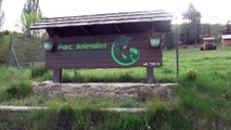 Parc animalier d'Auvergne : Près des Girafes