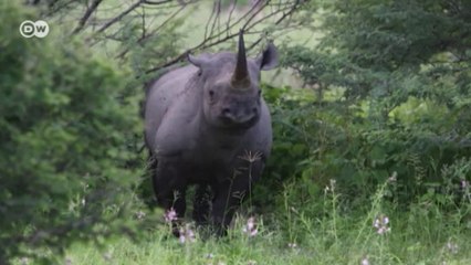 Projeto faz com que população de rinocerontes-negros volte a crescer