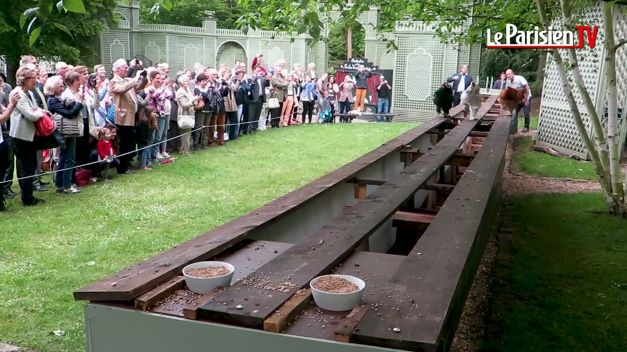 Chantilly : des courses de coqs dans la ville des grandes écuries