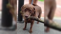 Une chienne ramène une branche d'arbre à la maison