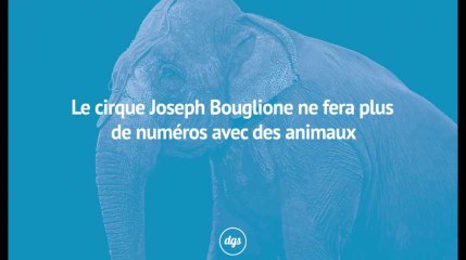 Le cirque Joseph Bouglione ne fera plus de numéros avec des animaux