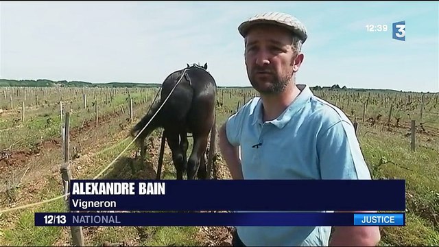 Pouilly fumé : le combat d’un viticulteur pour récupérer son appellation