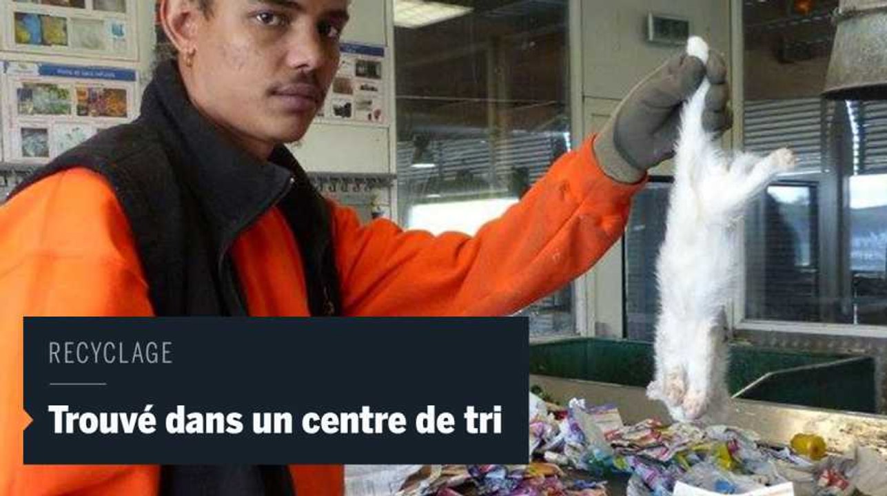 Lapins morts, troncs d'arbre, chiot rescapé : que trouve-t-on sur le tapis d'une centre de tri ?