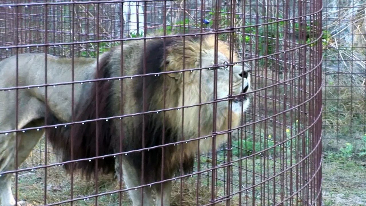 The lion is one of the big cats in the genus Panthera