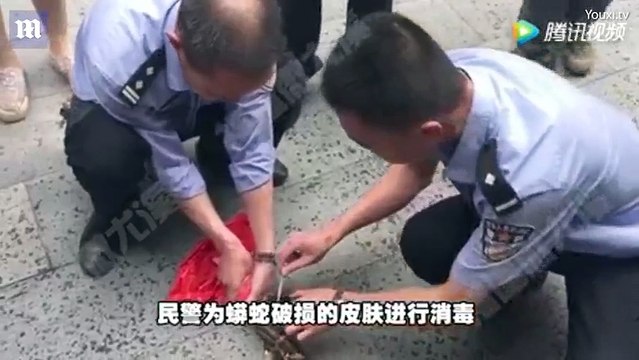 Greed swallowed whole goats, giant python trapped under the steel fence